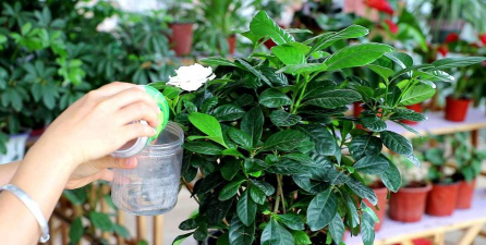 家庭养花用生根粉