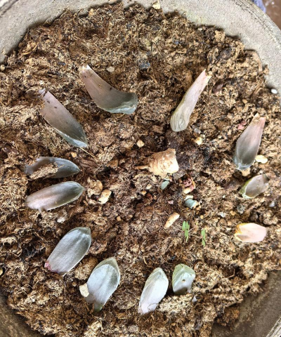 家庭养花用生根粉