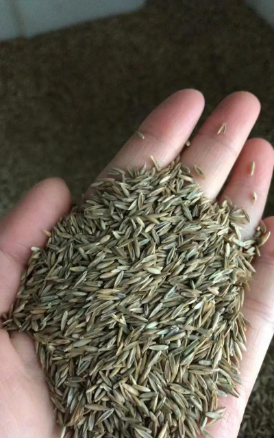 翠菊花籽怎么种