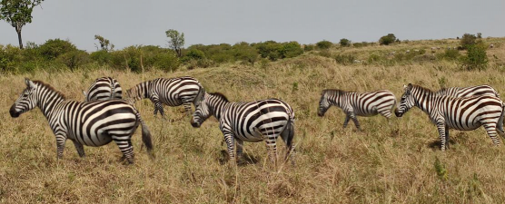 斑马是怎么生长的