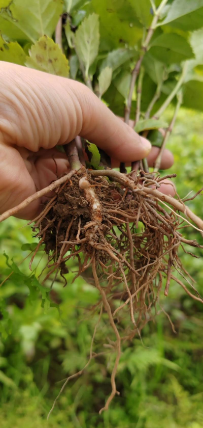 草珊瑚盆栽怎么养