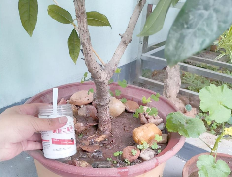 家庭养花用生根粉