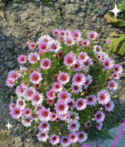 木茼蒿冬天怎么养