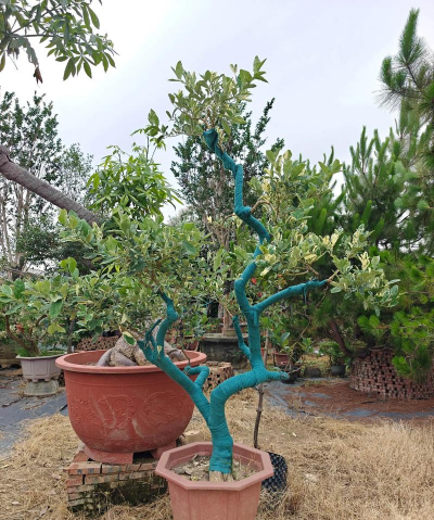 柠檬怎么做盆景