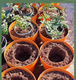 家庭养花用生根粉