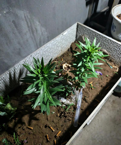 家庭养花用生根粉