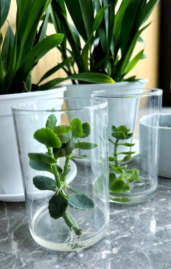 家庭养花用生根粉