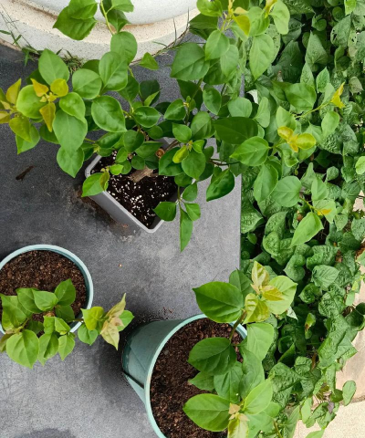 家庭养花用生根粉