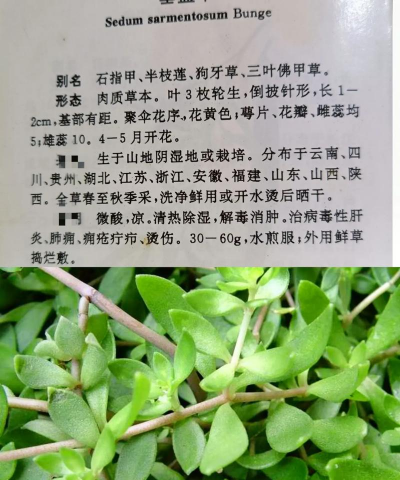 垂盆草以什么入药