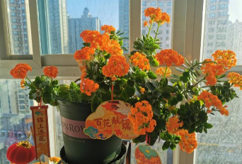 家庭养花用生根粉