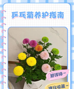 乒乓菊怎么爆花