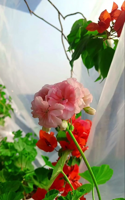 家庭养花用生根粉