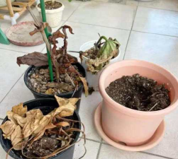 家庭养花用生根粉