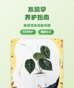 水晶掌要怎么养