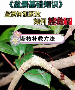 盆景枝条断了怎么补救