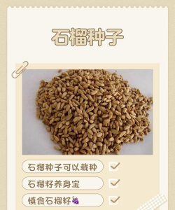 石榴籽种子怎么种植