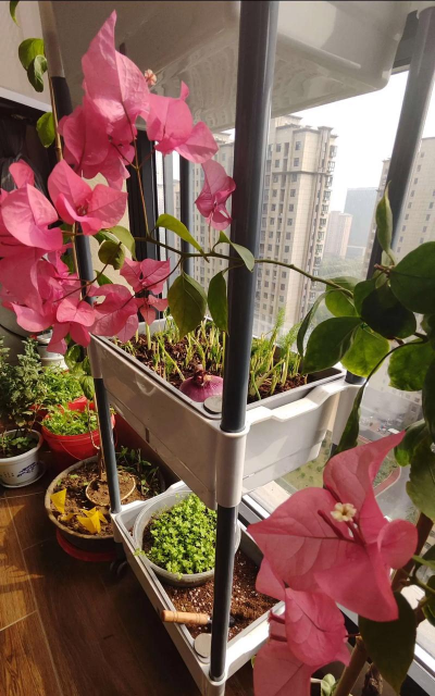 家庭养花用生根粉