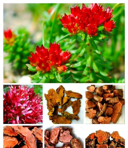 红景天废渣养花