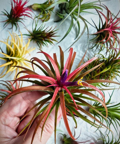 家庭养花用生根粉