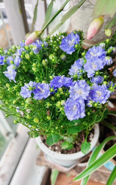 家庭养花用生根粉