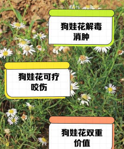狗娃花怎么用