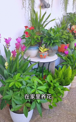 家庭养花用生根粉