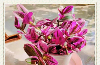 家庭养花用生根粉