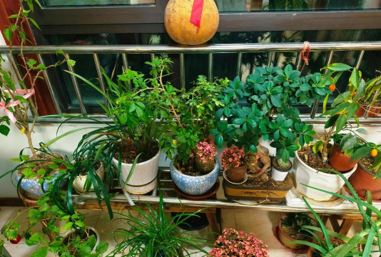 家庭养花用生根粉