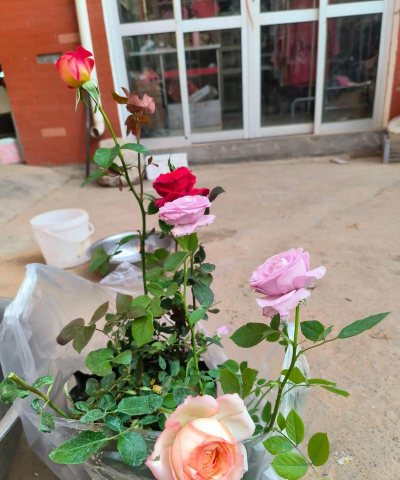 家庭养花用生根粉