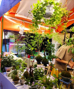 家庭养花用生根粉