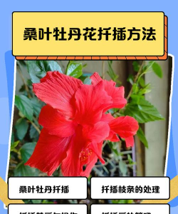 桑叶牡丹怎么插扦