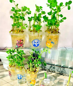 家庭养花用生根粉