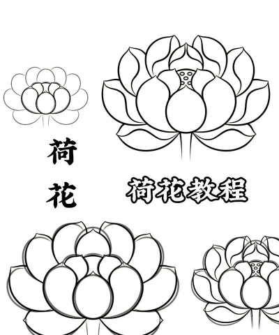 荷花在家怎么插