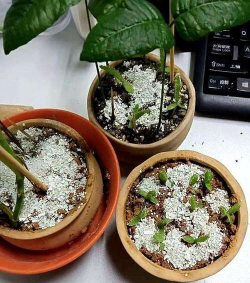 家庭养花用生根粉