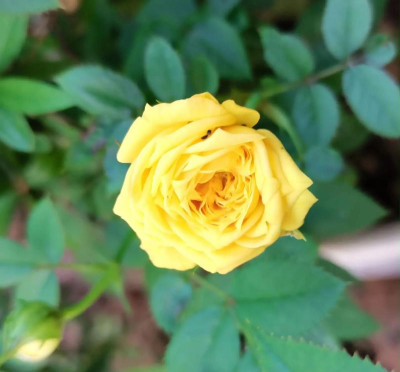 香水月季怎么卖