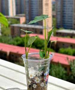 家庭养花用生根粉