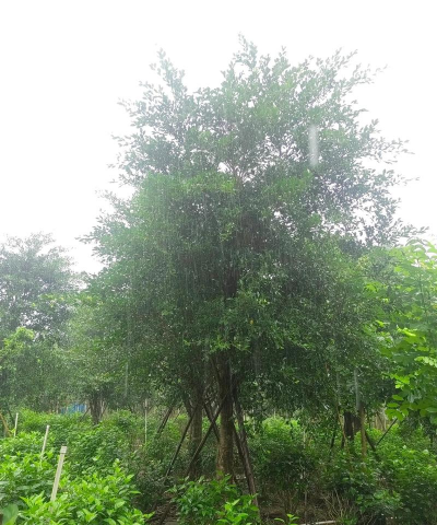 冬季养花小叶榕