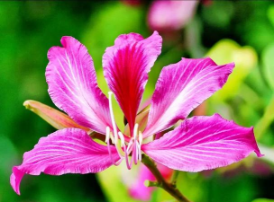 洋紫荆什么花冠