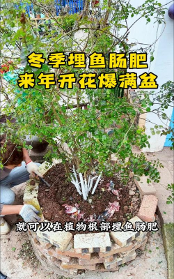 家庭养花用生根粉