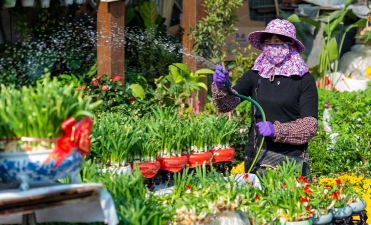 家庭养花用生根粉