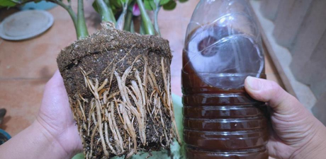 家庭养花用生根粉