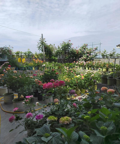 家庭养花用生根粉