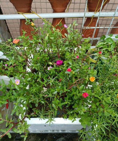 家庭养花用生根粉