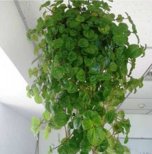 吸毒草怎么养修剪