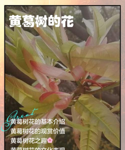 黄葛树的花怎么授粉