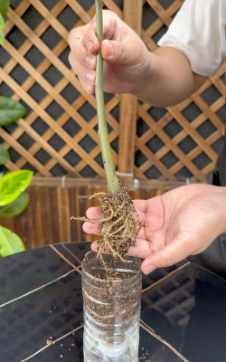 家庭养花用生根粉