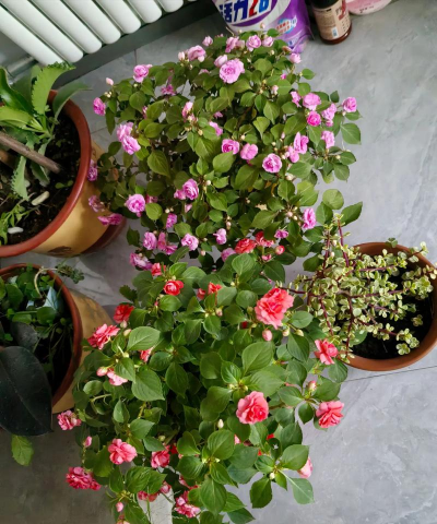 家庭养花用生根粉