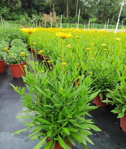 金鸡菊夏天怎么修剪