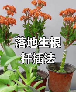 花根怎么养花