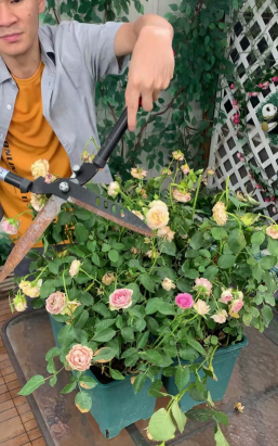 家庭养花用生根粉